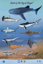 Sharks of the Bay of Bengal pt.1 